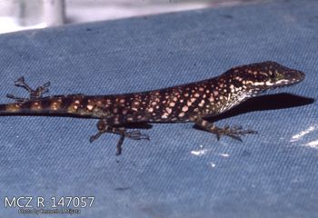 Media type: image;   Herpetology R-147057 Description: Photo of animal in life, taken in the field by Dr. Kenneth Ichiro Miyata. A slide of the photo was scanned in 2012 by Melissa Wooley.;  Aspect: lateral